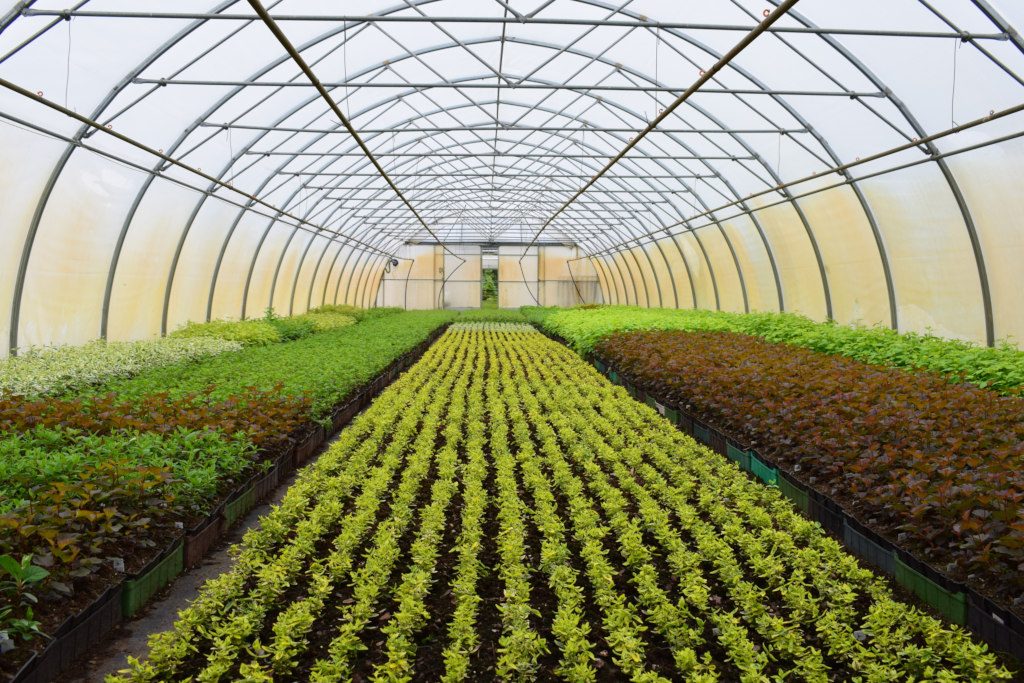 Featured image for “Propane for Commercial Greenhouses: Thriving Agriculture in Ohio”
